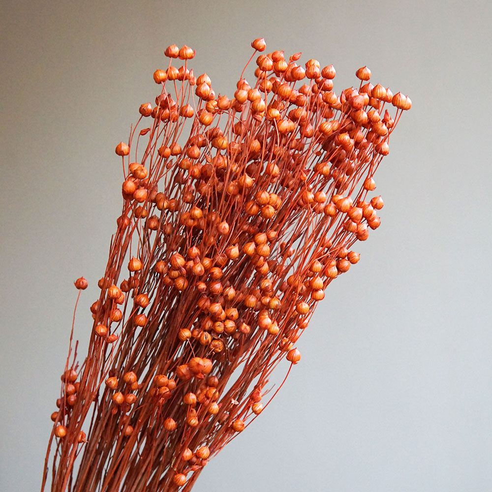 35g/Preserved Ormosia Hosiei N - Dried Flower Bulk のレビューと価格