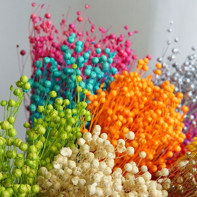 35g/Preserved Ormosia Hosiei N - Dried Flower Bulk のレビューと価格