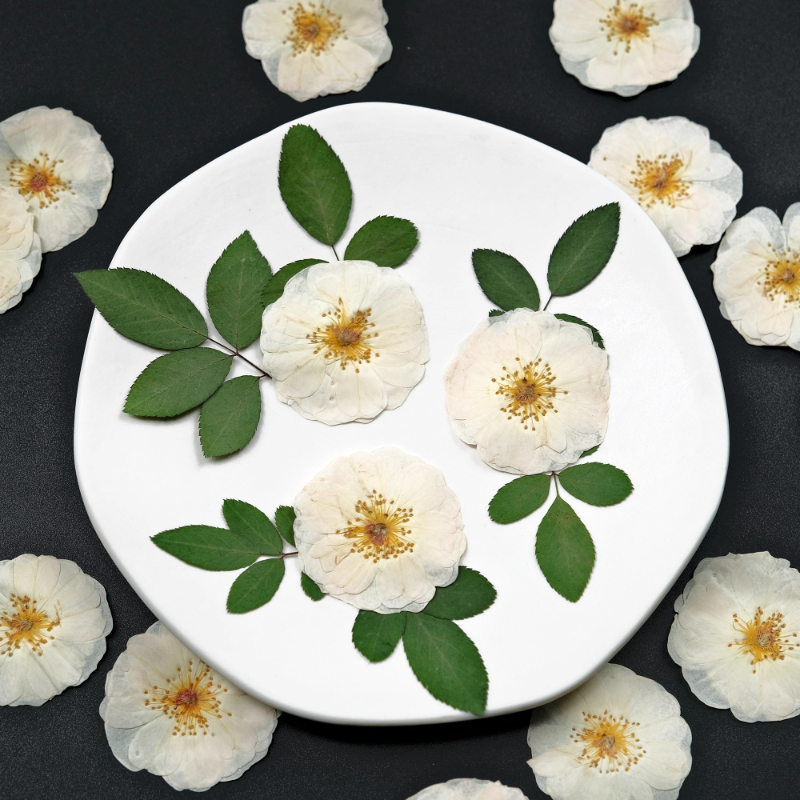 6pcs,9pcs,Nature White Rose Pr - Dried Flower Bulk のレビューと価格