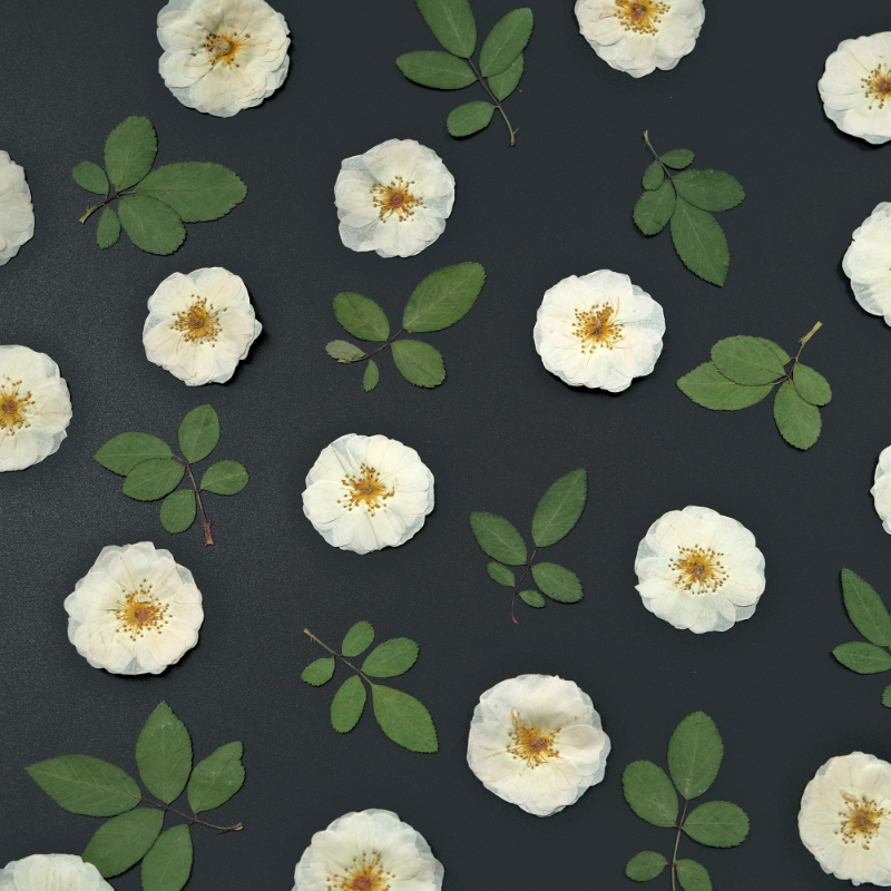 6pcs,9pcs,Nature White Rose Pr - Dried Flower Bulk のレビューと価格