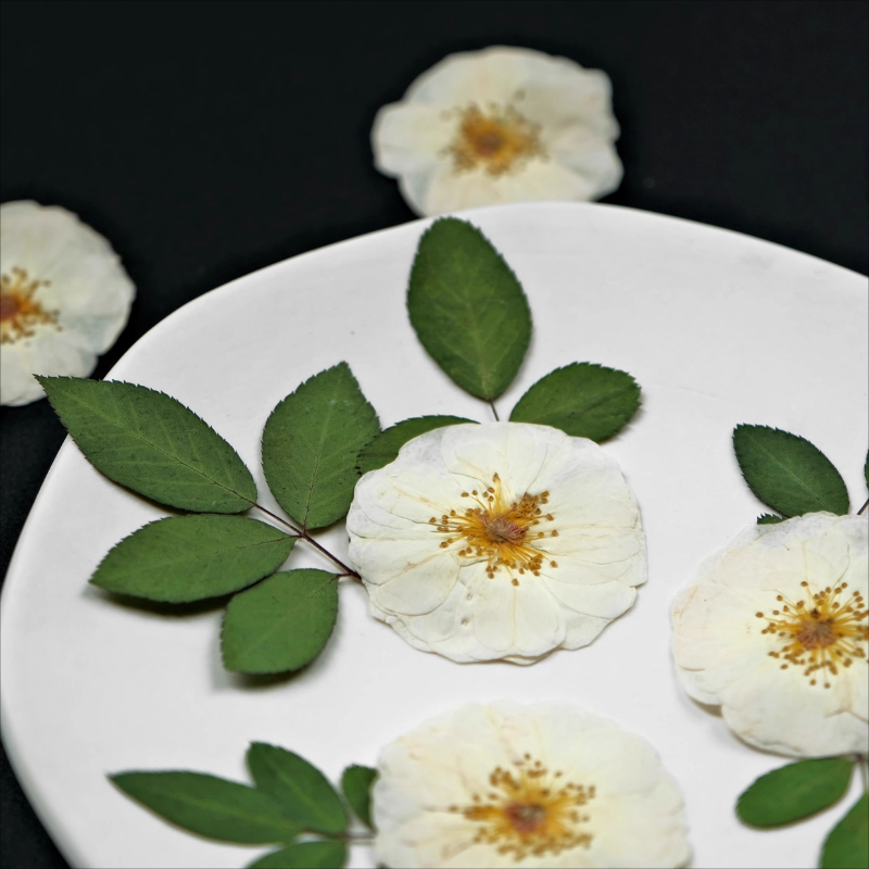 6pcs,9pcs,Nature White Rose Pr - Dried Flower Bulk のレビューと価格