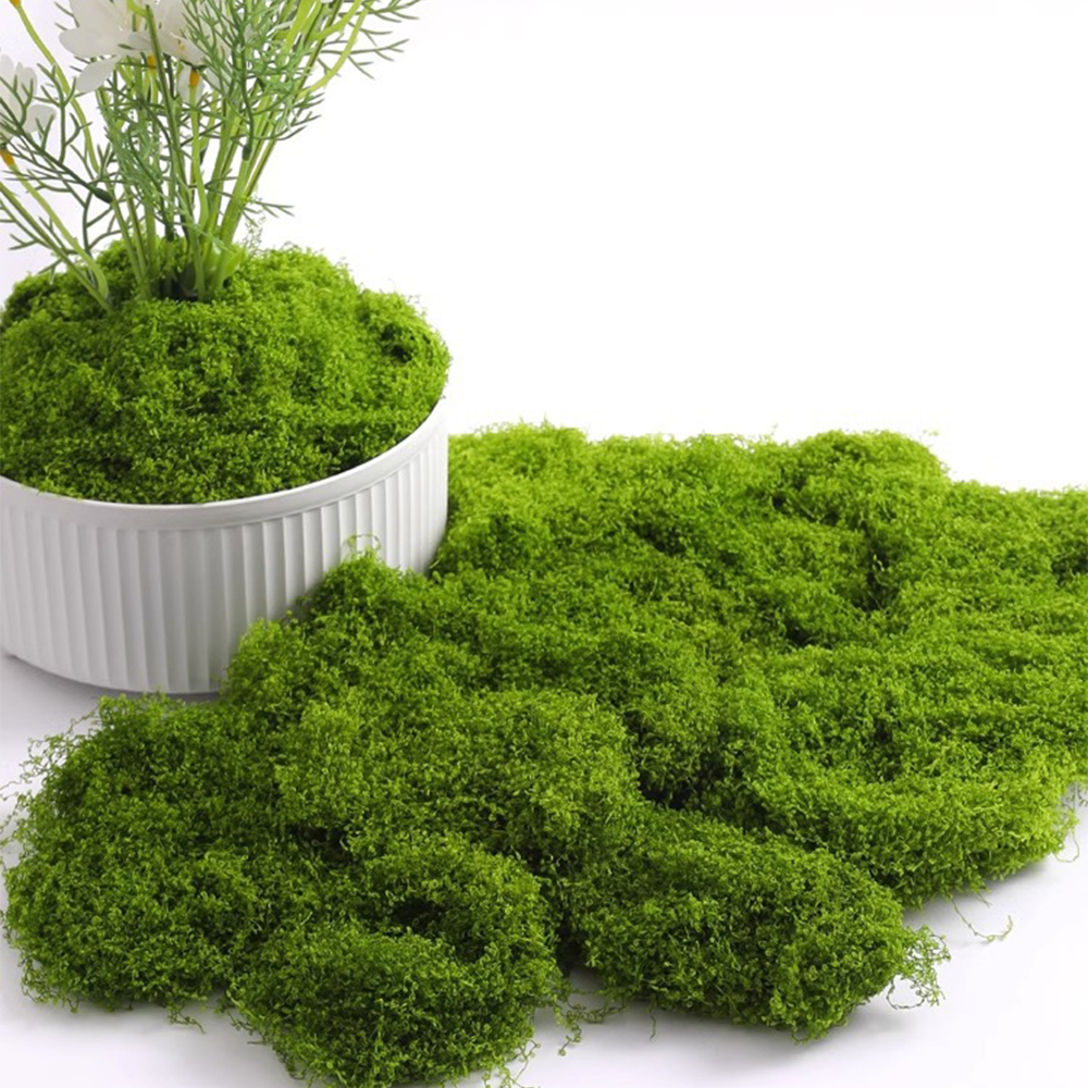 20/40/100g Eternal Life Moss D - Terrarium Moss Art のレビューと価格