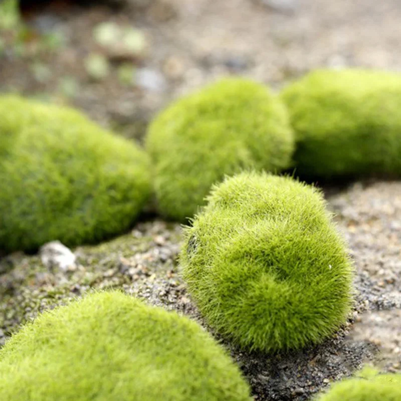 Fake Stone Artificial Moss Roc - Terrarium Moss Art のレビューと価格