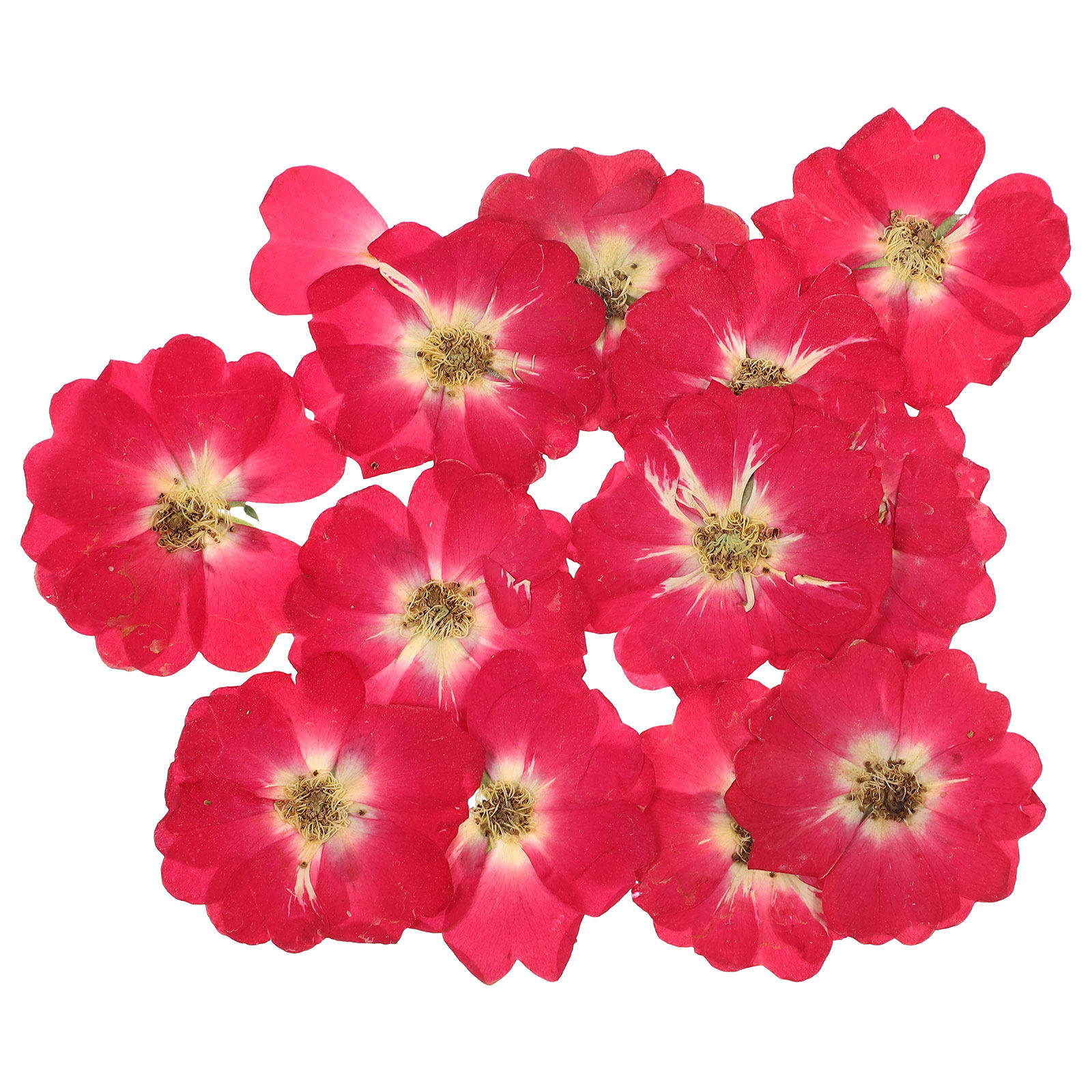 12Pcs Natural Dried Rose Press - Resin Jewelry Kit のレビューと価格