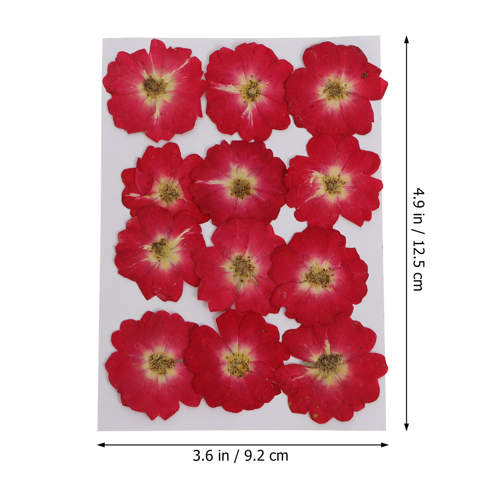 12Pcs Natural Dried Rose Press - Resin Jewelry Kit のレビューと価格