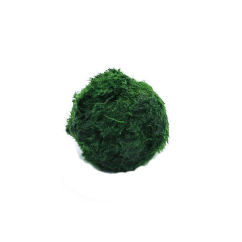 Marimo Moss Balls Live Aquariu - Terrarium Moss Art のレビューと価格