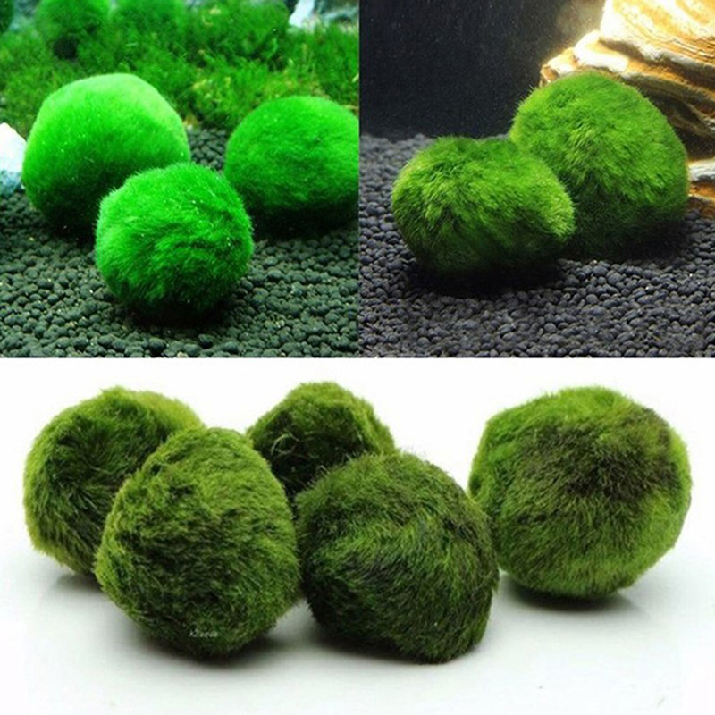 Marimo Moss Balls Live Aquariu - Terrarium Moss Art のレビューと価格
