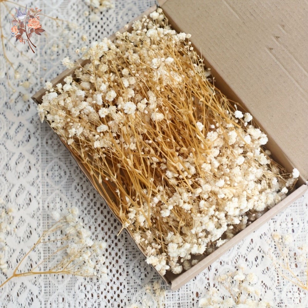100pcs Mini Dried Baby's Breat - Dried Flower Bulk のレビューと価格